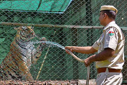 A forest personnel bathes a tiger to provide relief from the scorching heat during the summer season, at Nahargarh Biological Park, in Jaipur, Rajasthan.