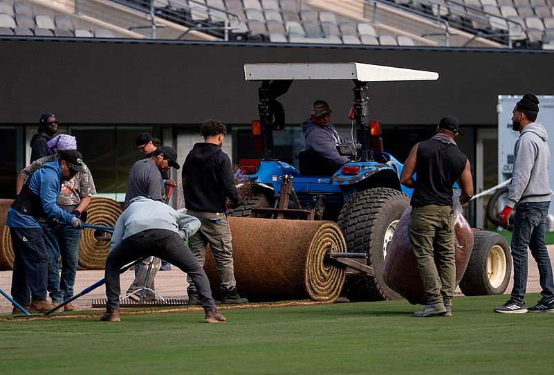 Bermuda grass