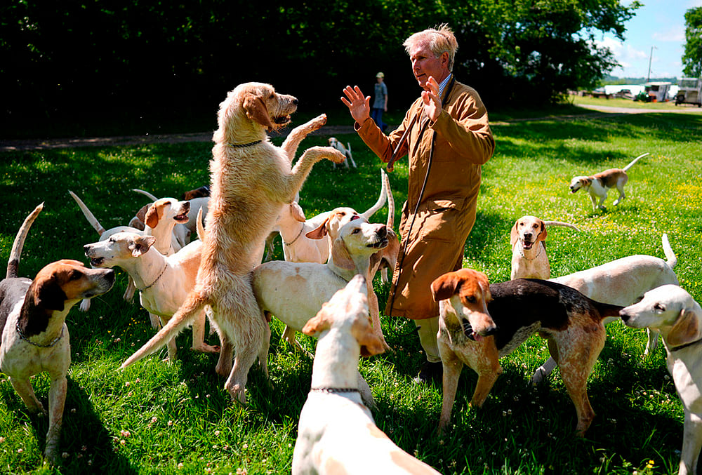 Whippers-in dog handling