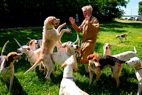 Charles Montgomery spends time with his hounds before the Parade of Mells Foxhounds at the Iroquois Steeplechase in Nashville, Tennessee.
