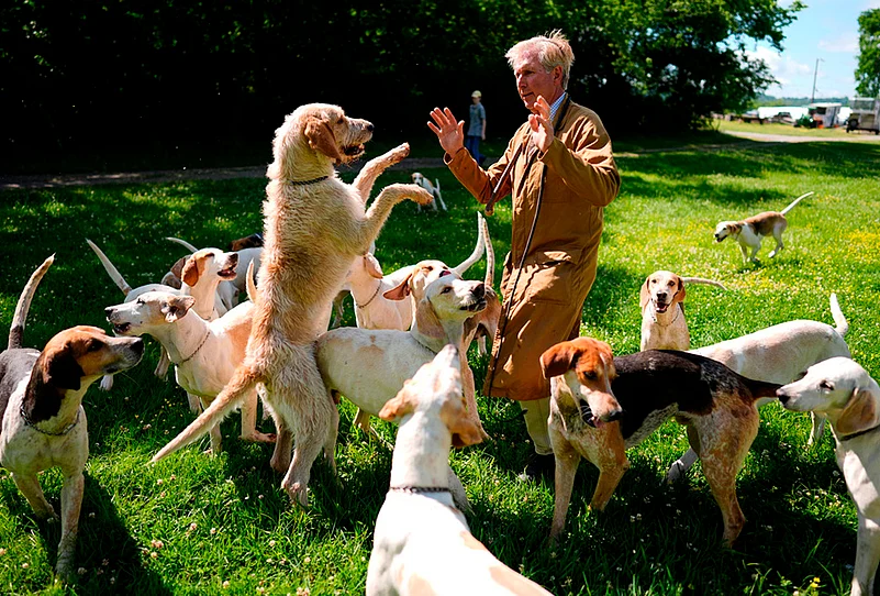 Whippers-in dog handling