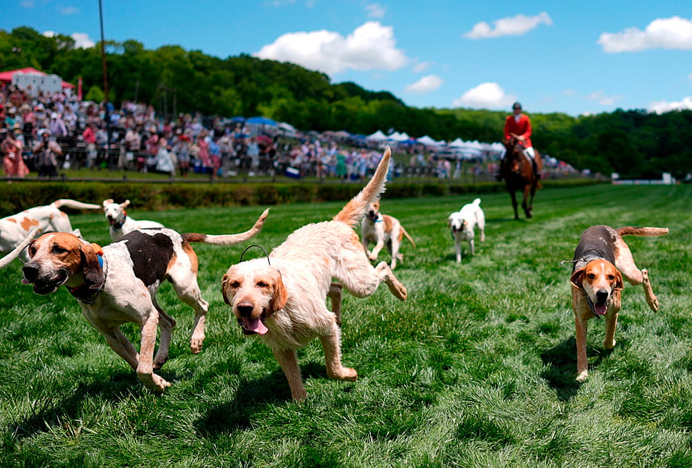 Foxhound Parade Nashville
