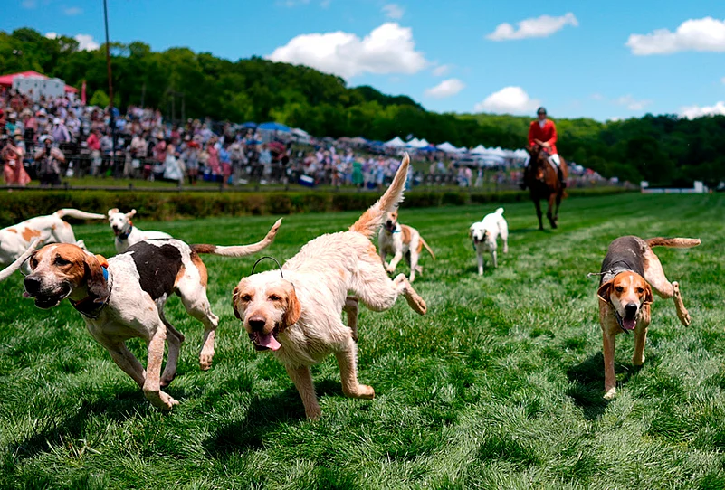 Foxhound Parade Nashville