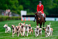 Iroquois Steeplechase: Foxhounds Kick Off Race Day In Traditional Parade | Photo: AP/George Walker IV : Hounds runs on the track during the Parade of Mells Foxhounds at the Iroquois Steeplechase in Nashville, Tennessee.