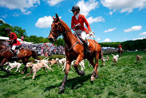 Genevieve Kennan leads the hounds during the Parade of Mells Foxhounds at the Iroquois Steeplechase, Saturday, May 9, 2026, in Nashville, Tennessee.
