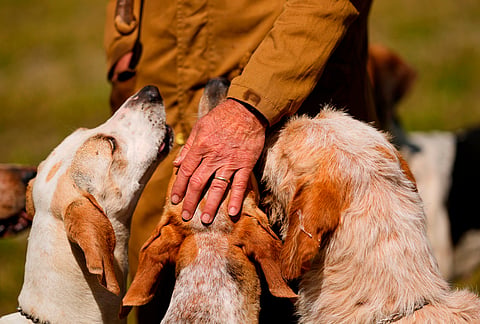 Charles Montgomery pets his hounds before the Parade of Mells Foxhounds at the Iroquois Steeplechase, Saturday, May 9, 2026, in Nashville, Tennessee.
