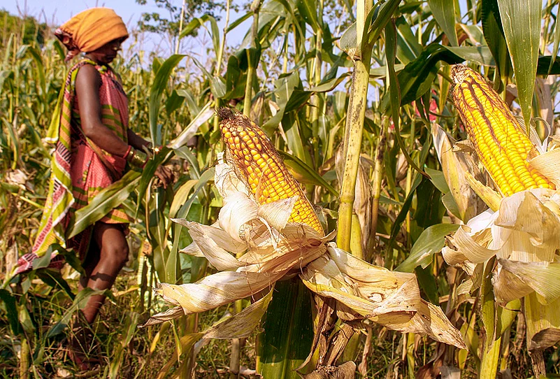 Agriculture: Maize in Bastar
