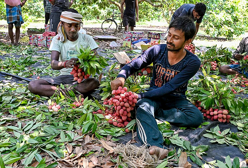 Agriculture: Litchis in Nadia