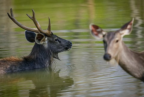 A swamp deer or 'barasingha' cools off in a waterbody at the Nandanvan Jungle Safari, Nava Raipur city of Raipur district, Chhattisgarh. The entire 800 Acre area of the Nandanvan Jungle Safari is lush green, with beautiful landscapes. Several indigenous plant species also contribute to the vegetation, creating a natural habitat for the animals. It has 130 acres of a water body named ‘Khandwa Reservoir’ which attracts many migratory bird species. 
