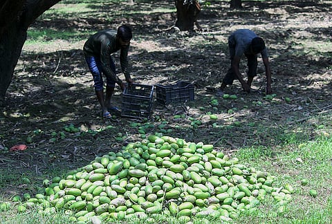 People put salvaged mangoes in baskets at an orchard after a strong storm and heavy rain caused damage, in Bulandshahr, Uttar Pradesh.