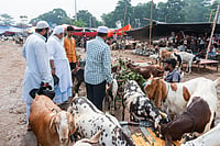 R.N.Mitra : The timing of this notice is significant, as it comes just a fortnight before Bakra-Eid (Id-ul-Zoha) on May 27th. 