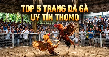 Top 5 Trang Đá Gà Uy Tín Việt Nam: Đá Gà Trực Tiếp Thomo Cá Cược