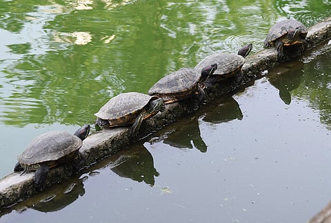 Turtles sunbathe on a ledge at the Jorpukhuri pond on a summer day, in Guwahati, Assam.