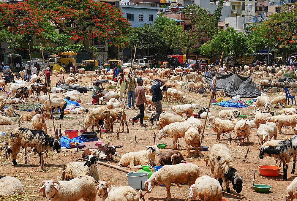 Eid al-Adha preps