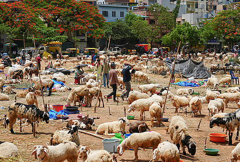 Herds of goats and sheep kept for sale ahead of the ‘Eid al-Adha’ festival, at Idgah Maidan in Bengaluru.