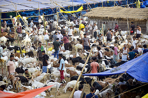 Vendors wait for customers beside goats displayed for sale at a livestock market ahead of Bakra Eid (Eid al-Adha), in Patna, Bihar.