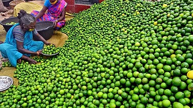 GI Tag Application Filed For ‘Ananthapuramu Lemon’ From Anantapur District