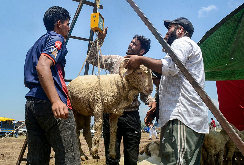 Eidgah livestock market sees heavy rush ahead of Eid-ul-Adha