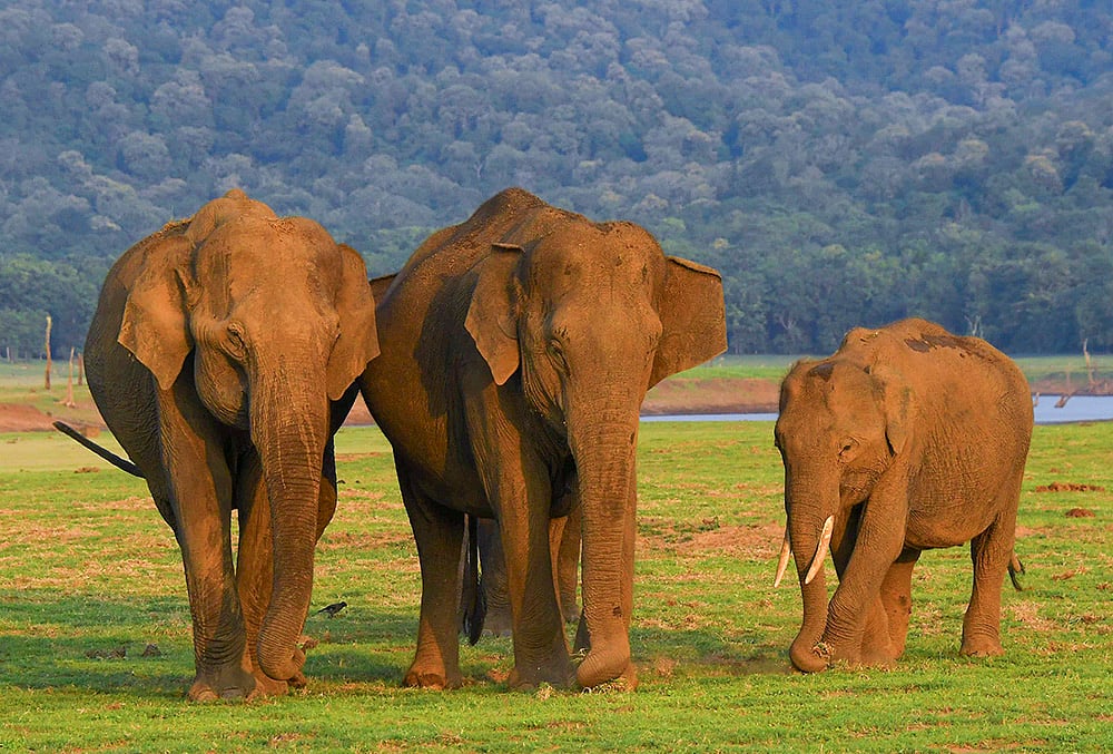 Wildlife grazes near receding Kabini reservoir backwaters in Mysuru