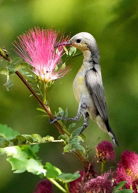 A purple sunbird feeds on nectar from a flower, in New Delhi.