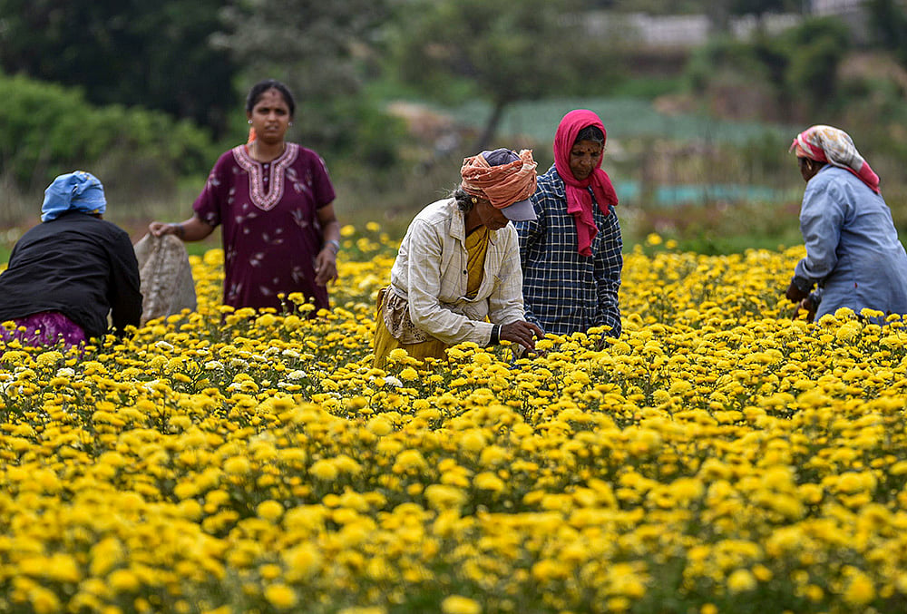 Labourers harvest marigold flowers in Chikkamagaluru