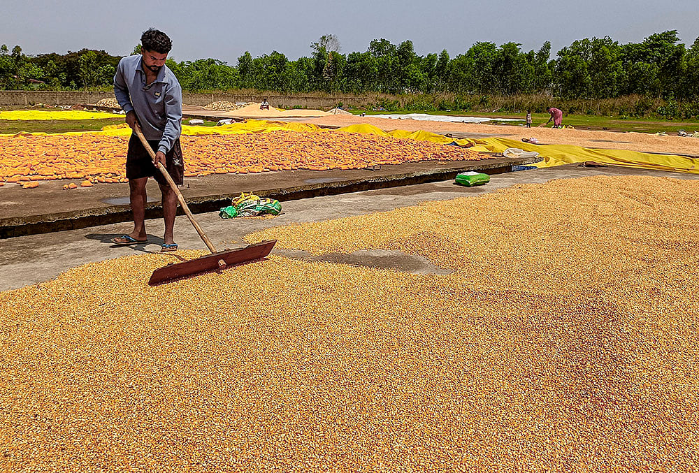 Maize harvest in Bastar