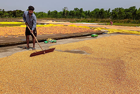 A worker spreads harvested maize grains for drying under the scorching sun at a threshing ground on the outskirts of Jagdalpur, in Bastar district.
