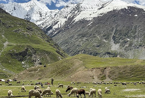 A flock of sheep grazes in an alpine meadow against the backdrop of snow-clad mountains between Dras and Zojila Pass, in Kargil district, Ladakh.