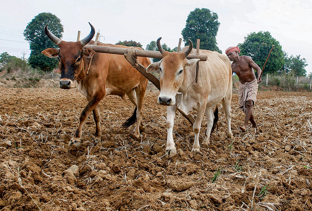 A farmer ploughs field