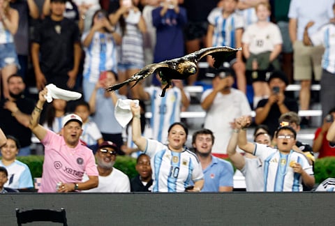 Fans cheer as Auburn's mascot, a Golden Eagle named Aurea, flies around the stadium landing on the Pitch before the first half of an international friendly match between Iceland and Argentina, in Auburn, Alabama.
