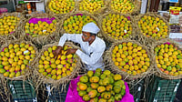 In a U-Turn, Nepal Says No Ban On Import Of Indian Mangoes