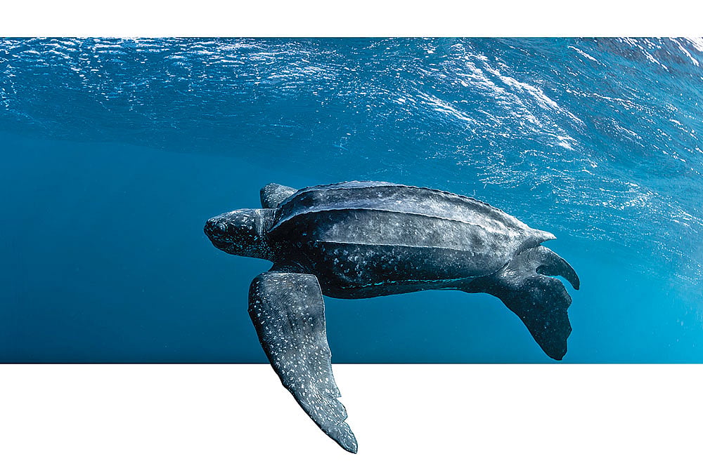 Unique Species: Nicobar is home to the largest turtle in the world - Photo-Illustration: Champak Bhattacharjee