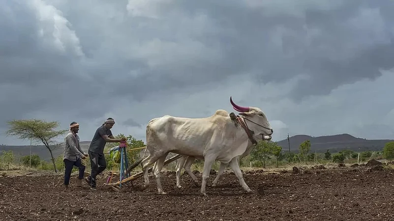 Only 26 PC of Normal Rainfall in Maharashtra, Govt Asks Farmers Not to Rush Sowing