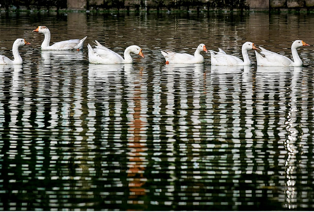 Geese in Guwahati