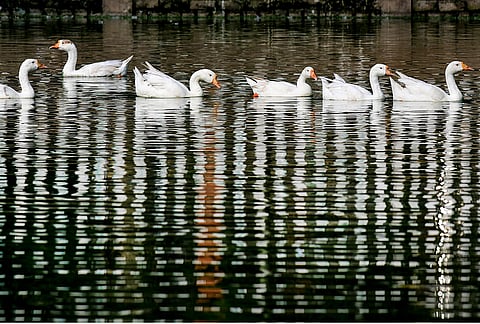 A flock of geese swims across Jorpukhuri Pond on a summer day, in Guwahati, Assam.