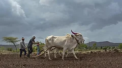 Delayed Rains: Thane Farmers Asked to Hold Off Kharif Sowing - null