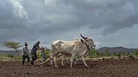 Delayed Rains: Thane Farmers Asked to Hold Off Kharif Sowing