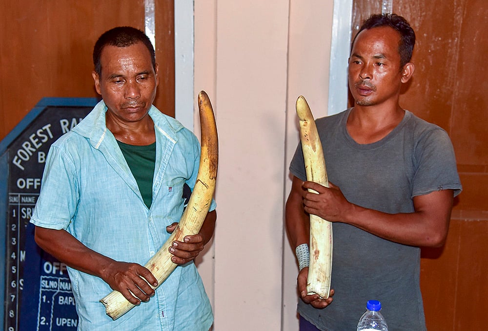 Two held with elephant tusks in Assam wildlife smuggling case