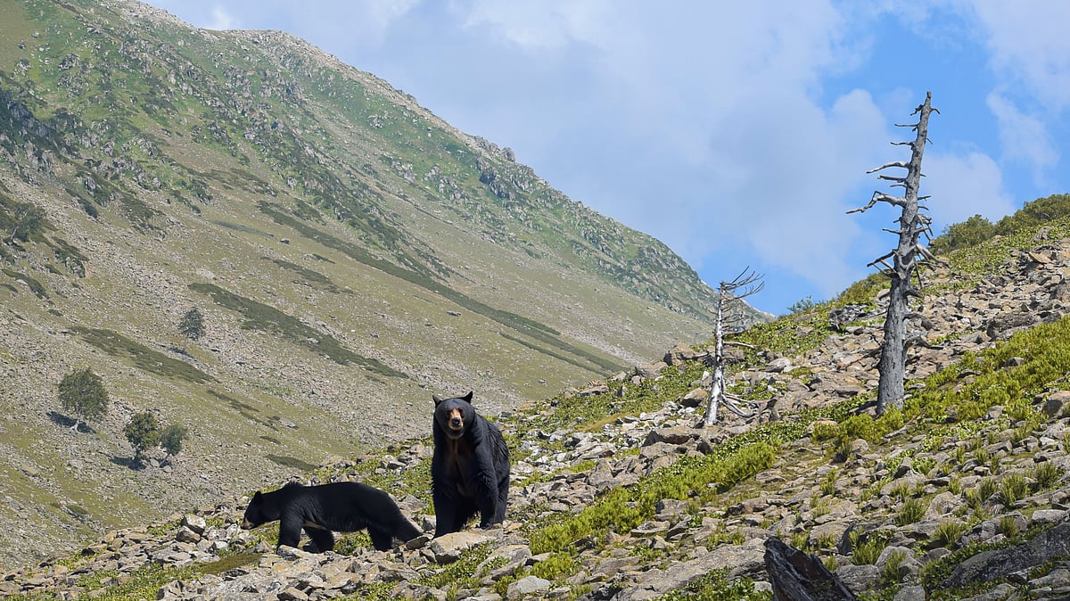 Black bears in Kashmir - Shutterstock