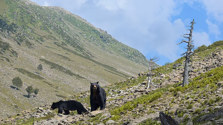 Black bears in Kashmir - Shutterstock
