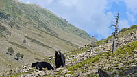 Shutterstock : Black bears in Kashmir