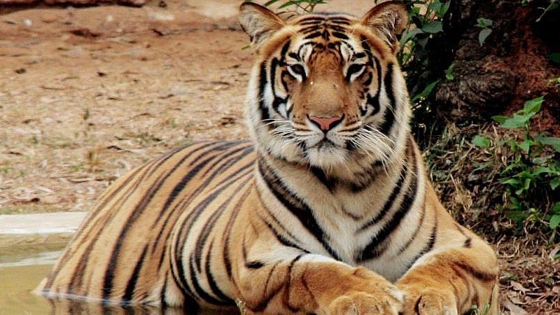 Forest officials on alert after Royal Bengal tiger spotted in HP forest - | file pic |