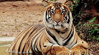 Forest Officials on Alert After Royal Bengal Tiger Spotted in HP Forest | file pic | : Forest officials on alert after Royal Bengal tiger spotted in HP forest