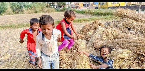 Children playing on harvested wheat stalks