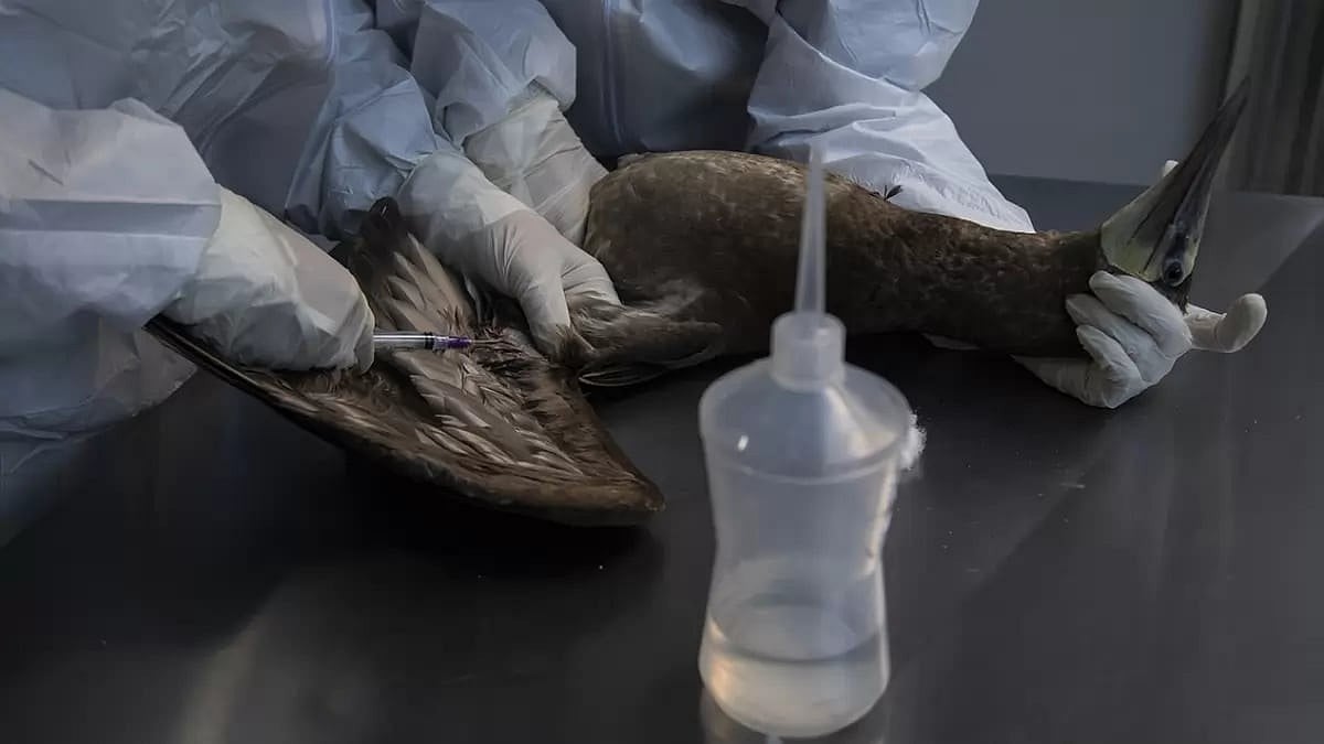 Nepal shuts down Central Zoo after bird flu outbreak - null