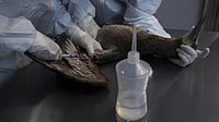 Nepal shuts down Central Zoo after bird flu outbreak