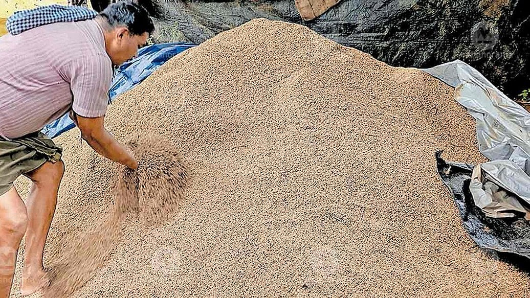 Kerala to Crack Down on Private Mills Delaying Paddy Procurement Process  - null
