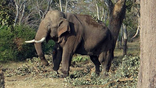 Wild Elephant Calf Falls into Well