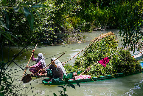Women row boats carrying weeds for cattle, in Ganderbal district, Jammu and Kashmir.