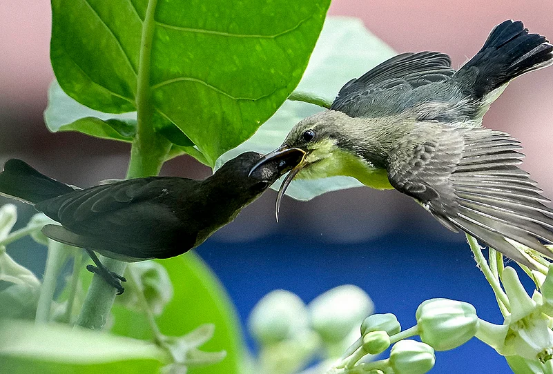 Female Purple Sunbird feeds a younger one